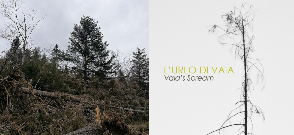 In 5 ore sradicati 14 milioni di alberi: Arte Sella ricorda la tempesta con un'opera sonora, L'urlo di Vaia''
